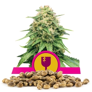 Semi Sfusi di Critical
