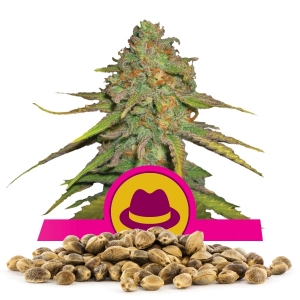 Semi Sfusi di OG Kush