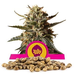 Semi Sfusi di Bubblegum XL
