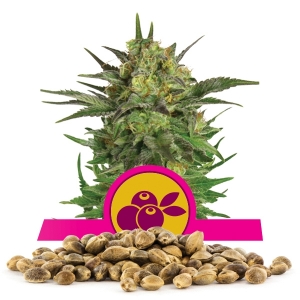 Semi Sfusi di Haze Berry
