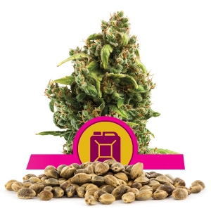 Semi Sfusi di Sour Diesel