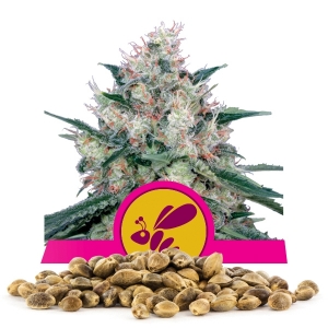 Semi Sfusi di Honey Cream fast flowering