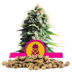 Semi Sfusi di Pineapple Kush