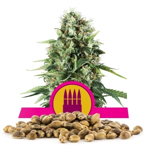 Semi Sfusi di Royal AK