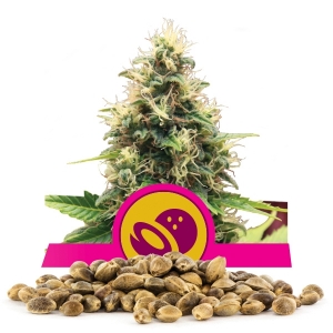 Semi Sfusi di Somango XL
