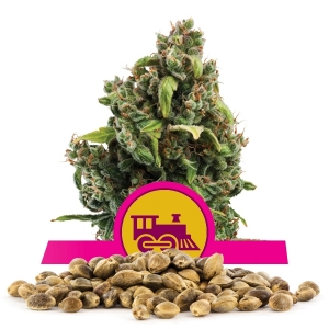 Semi Sfusi di Candy Kush Express Fast Flowering