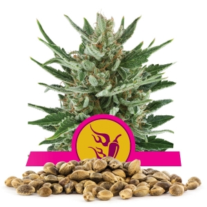 Semi Sfusi di Speedy Chile Fast Flowering