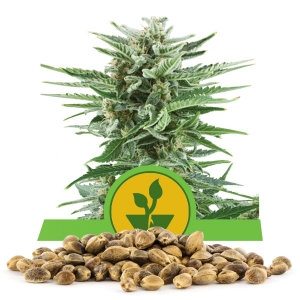Semi Sfusi di Easy Bud