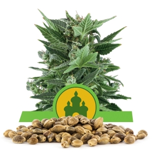 Semi Sfusi di Royal Kush Automatic
