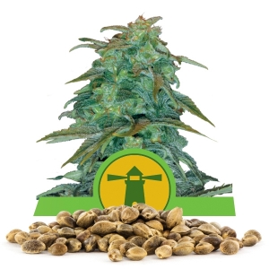 Semi Sfusi di Royal Haze Automatic