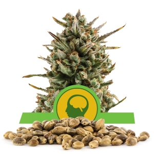 Semi Sfusi di Amnesia Haze Automatic