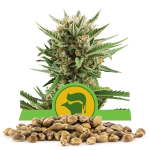 Semi Sfusi di Sweet Skunk Automatic