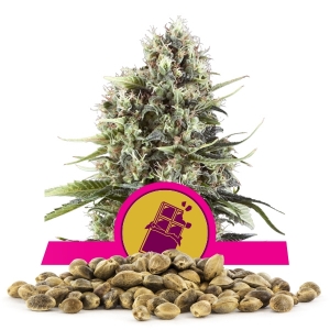 Semi Sfusi di Chocolate Haze