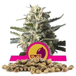 Semi Sfusi di Lemon Shining Silver Haze