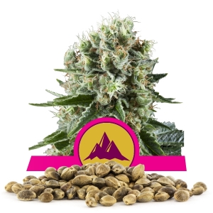 Semi Sfusi di Critical Kush