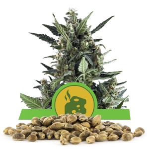 Semi Sfusi di Blue Cheese Automatic