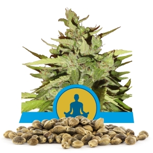 Semi Sfusi di Stress Killer Automatic CBD