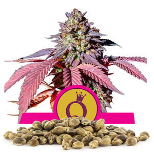 Semi Sfusi di Purple Queen