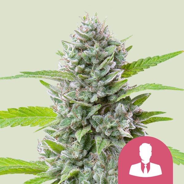 El Patron Semi di Cannabis - Royal Queen Seeds