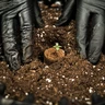 Blocchetti di Germinazione