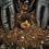 Blocchetti di Germinazione