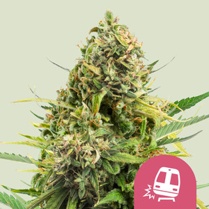 Semi femminizzati di cannabis - RQS - Royal Queen Seeds