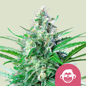 Semi femminizzati di cannabis - RQS - Royal Queen Seeds