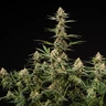 Grape Ape Auto