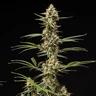 Grape Ape Auto