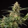 Grape Ape Auto