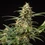 Grape Ape Auto