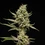 Sticky Queen Auto