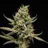 Sticky Queen Auto