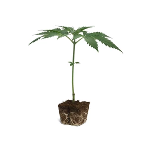 Talee di Tangie