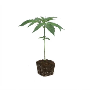 Talee di Larry OG