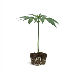 Talee OG Kush