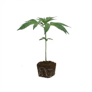 Talee Purple Punch