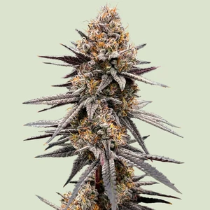 Gravity Berry F1