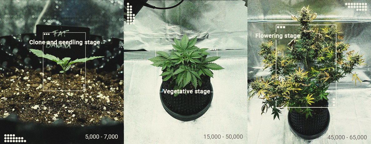 Quanta luce richiedono le piante di cannabis?