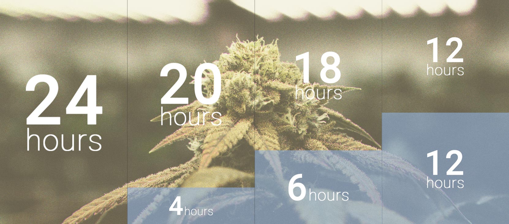 L’Importanza Del Ciclo Di Buio Nella Coltivazione Di Cannabis L’Importanza Del Ciclo Di Buio Nella Coltivazione Di Cannabis
