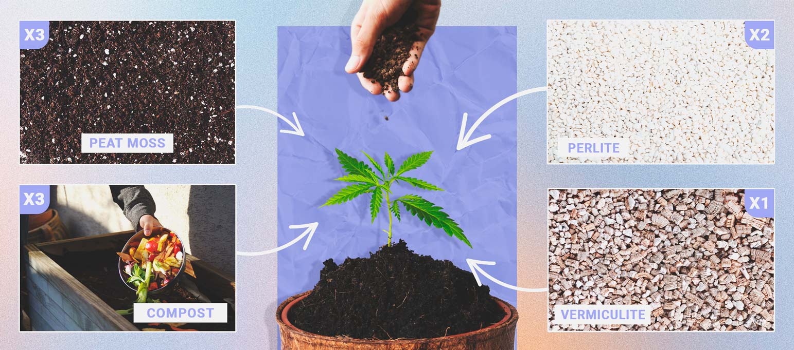 Il Miglior Terriccio Per Coltivare La Cannabis Autofiorente Il Miglior Terriccio Per Coltivare La Cannabis Autofiorente