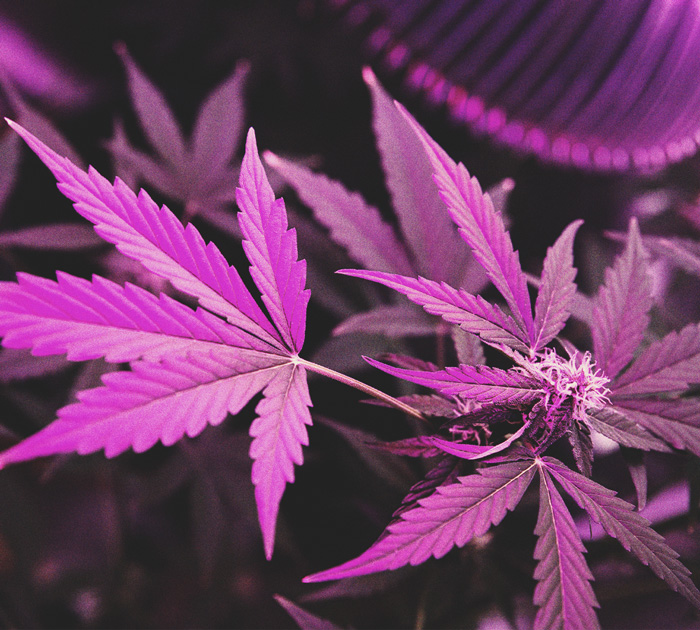 Come aumentare la potenza della cannabis
