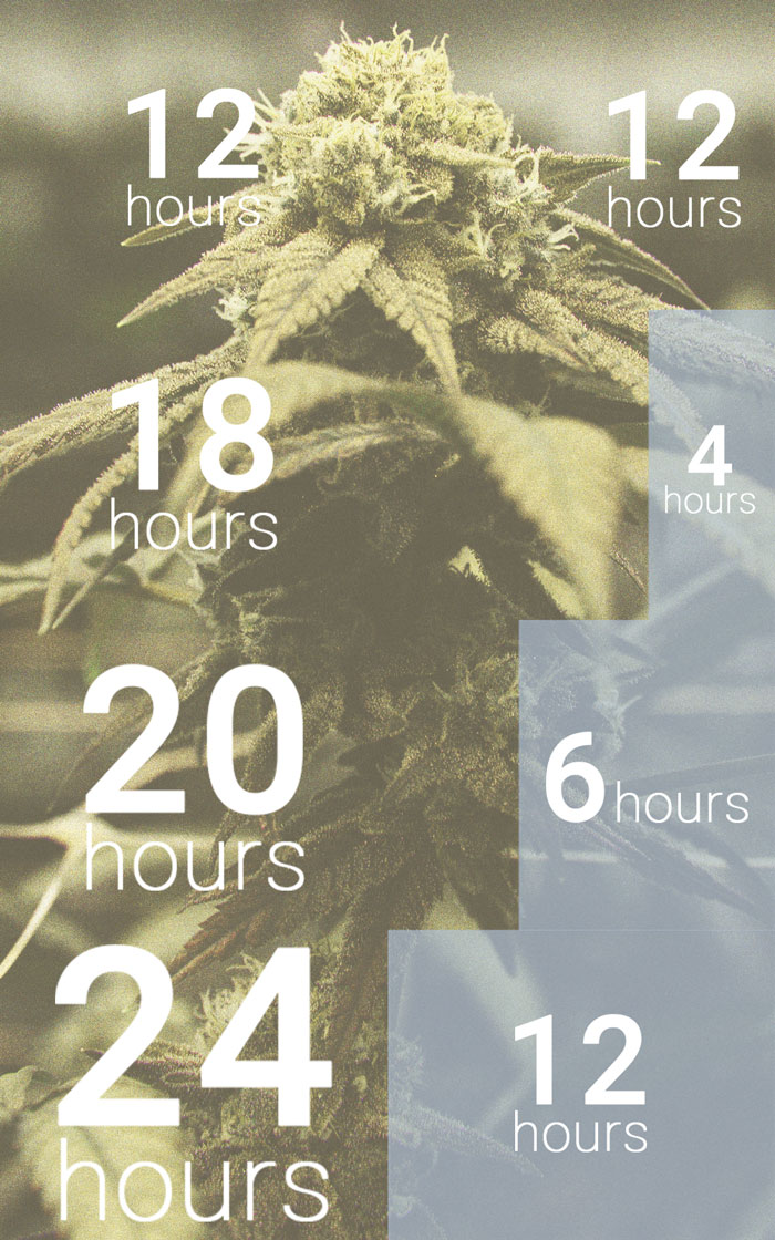 L’Importanza Del Ciclo Di Buio Nella Coltivazione Di Cannabis L’Importanza Del Ciclo Di Buio Nella Coltivazione Di Cannabis