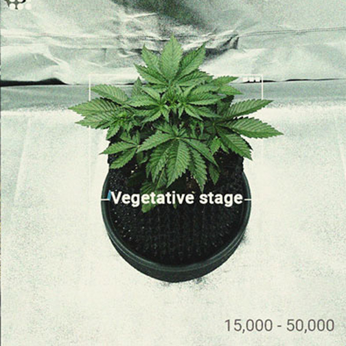 Quanta luce richiedono le piante di cannabis?
