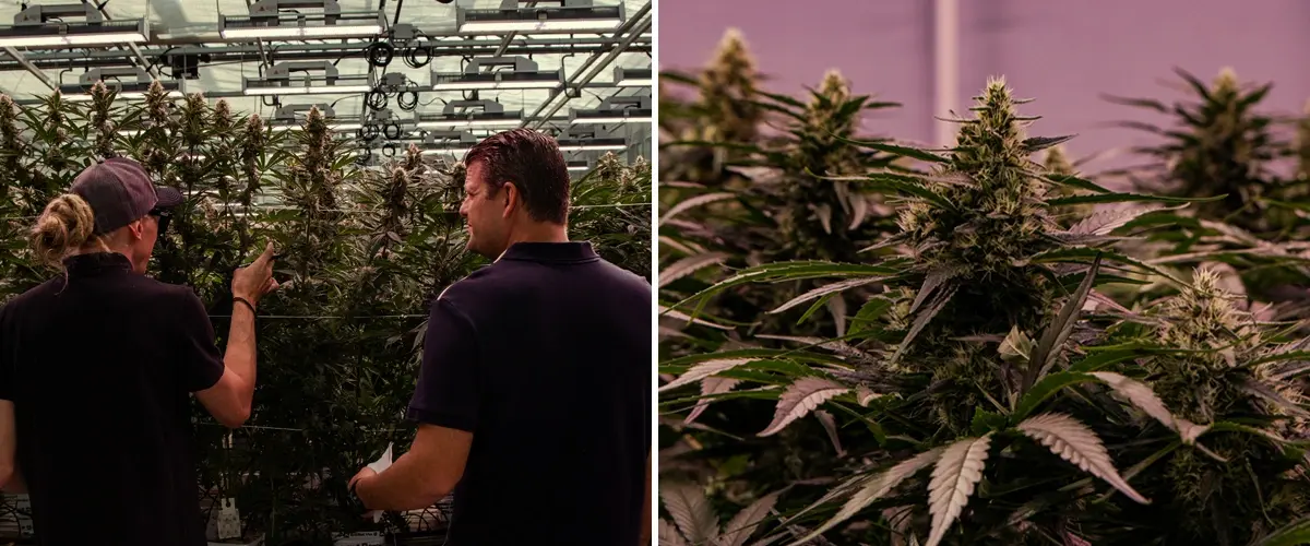 Piante di cannabis coltivate in una struttura professionale, con struttura vigorosa e fioritura densa in condizioni controllate.