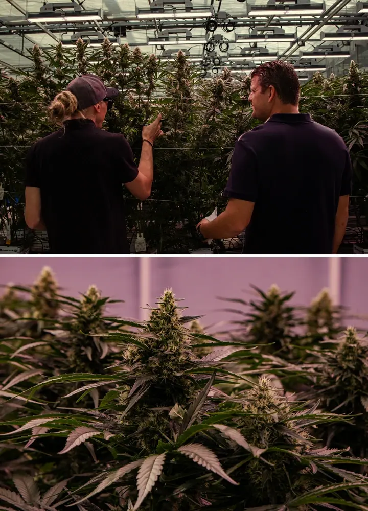 Piante di cannabis coltivate in una struttura professionale, con struttura vigorosa e fioritura densa in condizioni controllate.