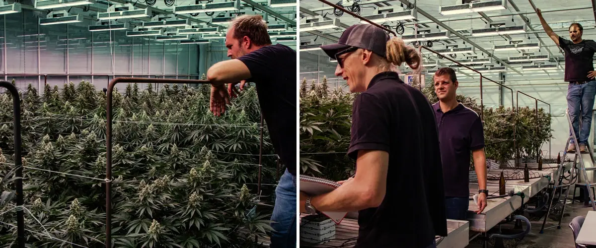 Piante di cannabis in fase di valutazione in una prova professionale in serra, con crescita vigorosa e fioritura densa in condizioni controllate.