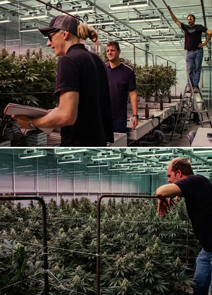 Piante di cannabis in fase di valutazione in una prova professionale in serra, con crescita vigorosa e fioritura densa in condizioni controllate.