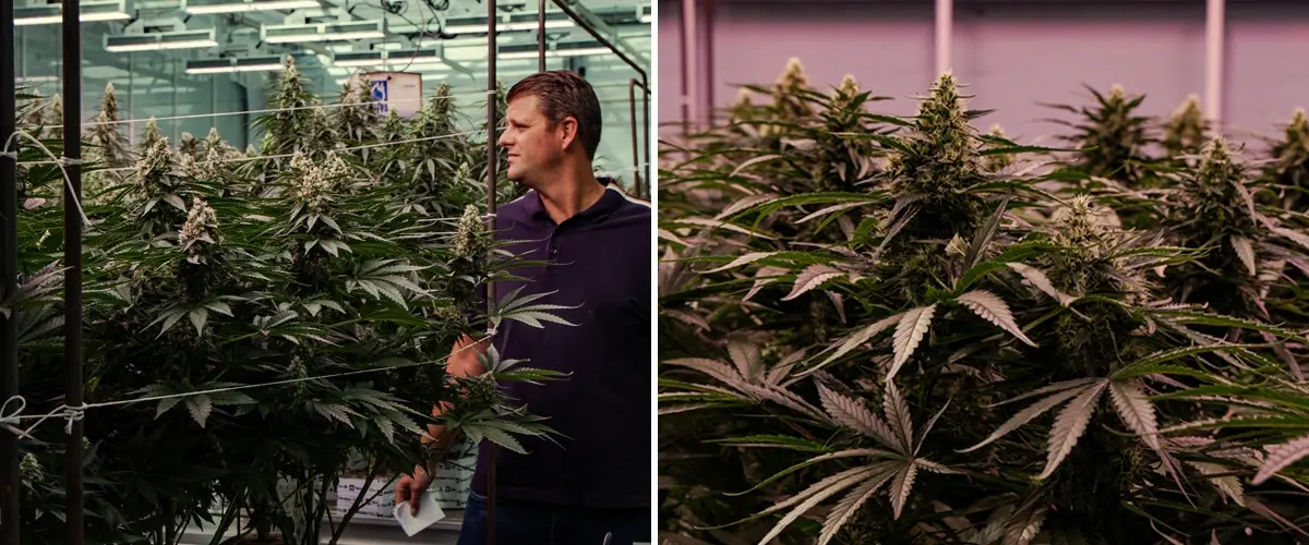 Piante di cannabis in fioritura valutate in una prova professionale in serra, con crescita vigorosa e sviluppo denso delle cime.