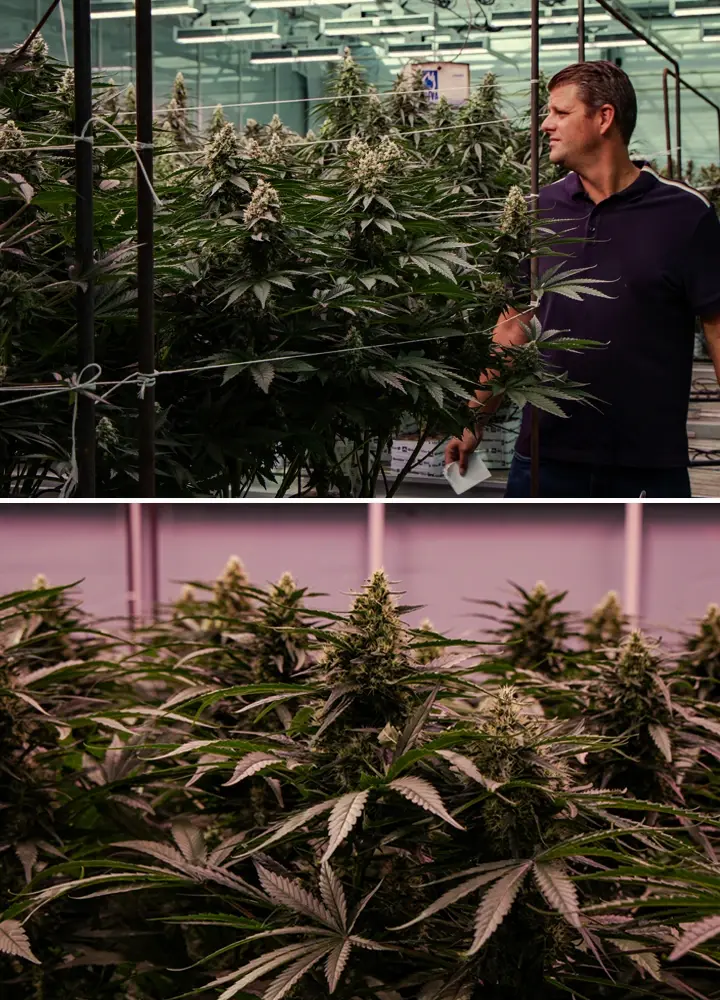 Piante di cannabis in fioritura valutate in una prova professionale in serra, con crescita vigorosa e sviluppo denso delle cime.